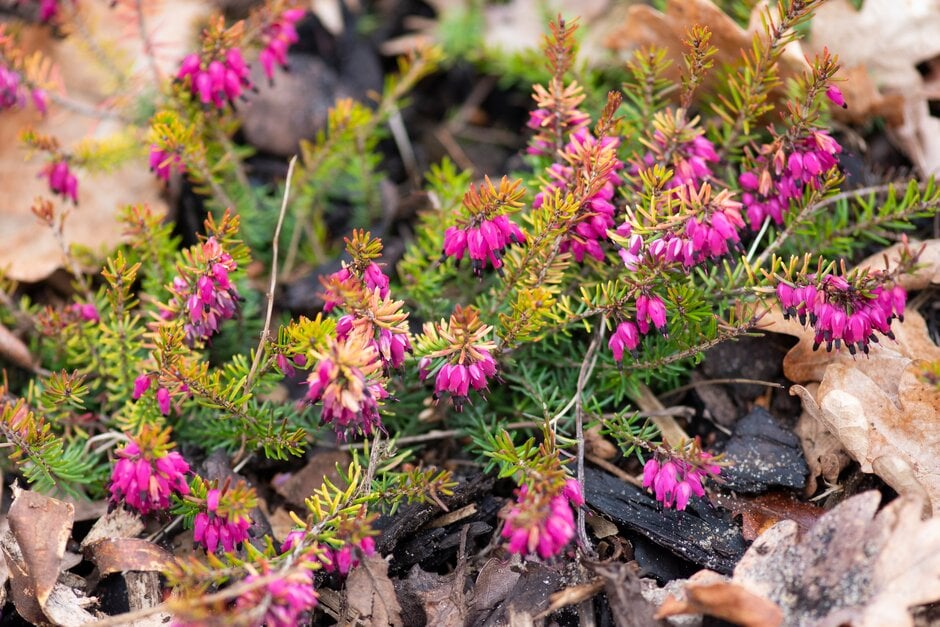 heather 'Nadja'