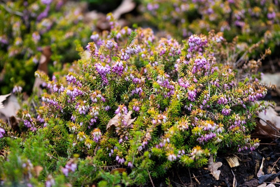 heather 'Moonlight'