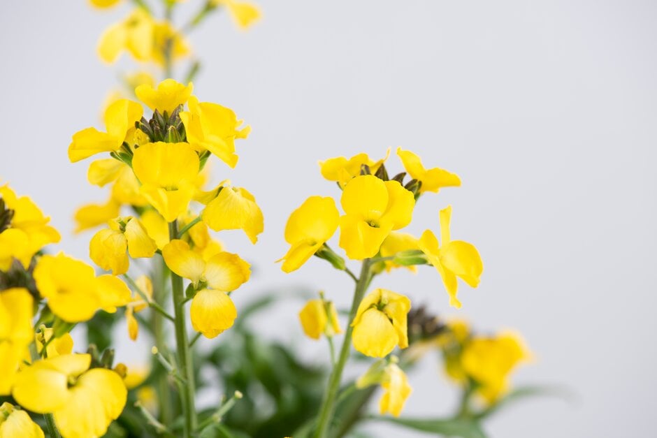 wallflower [Walberton's Fragrant Star]
