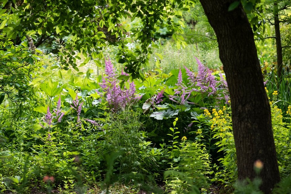 astilbe 'Look at Me'