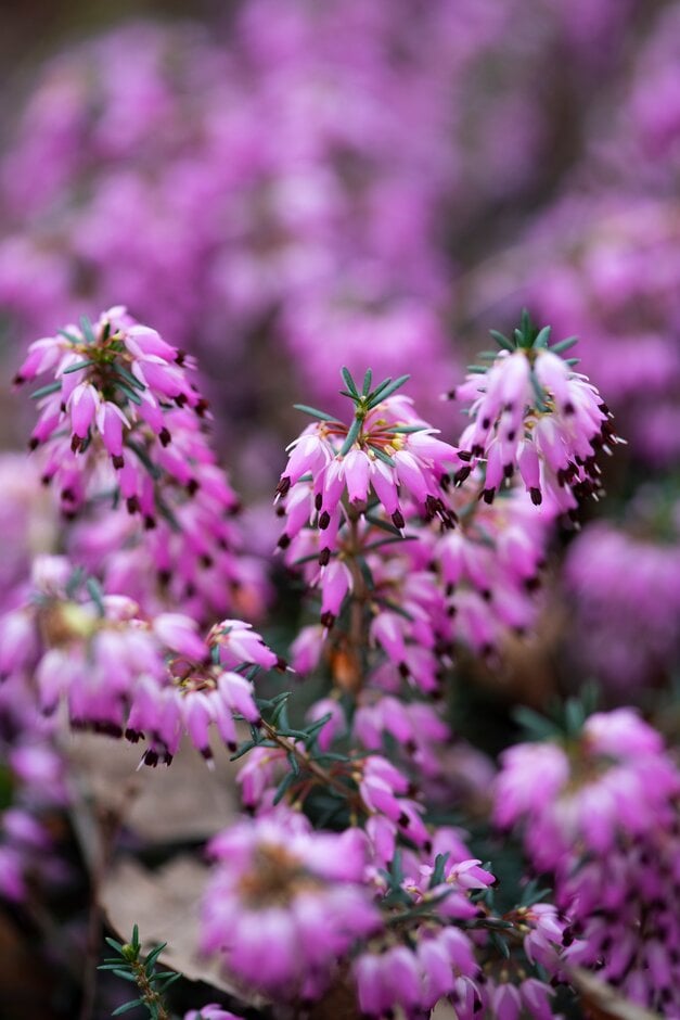 heather ' Rosy Gem'