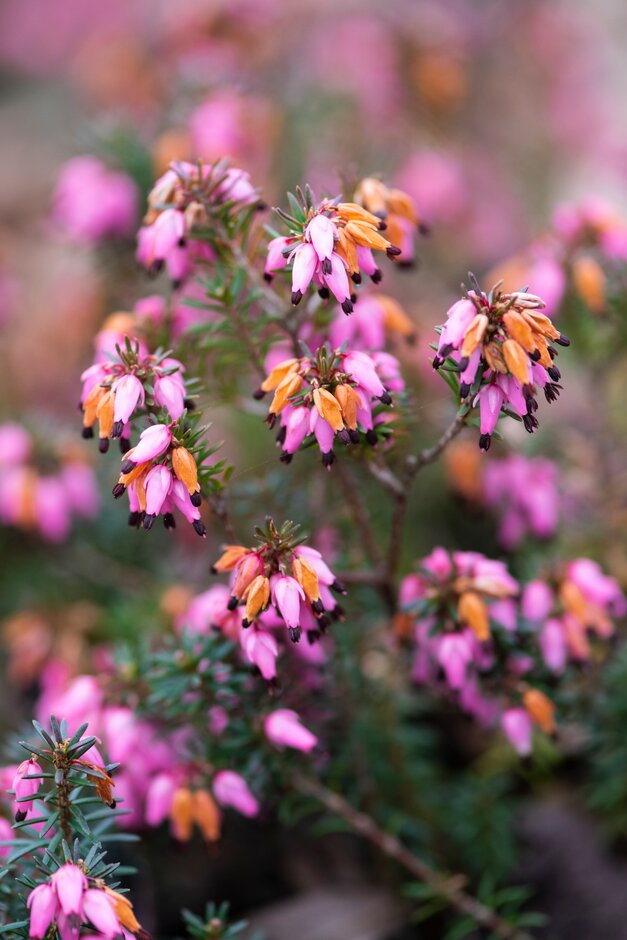 heather 'Saskia'