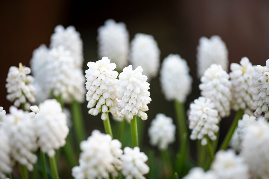 Muscari aucheri &White Magic& grape hyacinth &White Magic& Bulbs/RHS