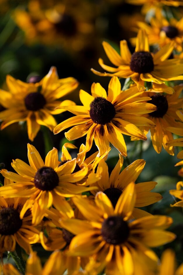 black-eyed Susan 'Tiger Smileyz'