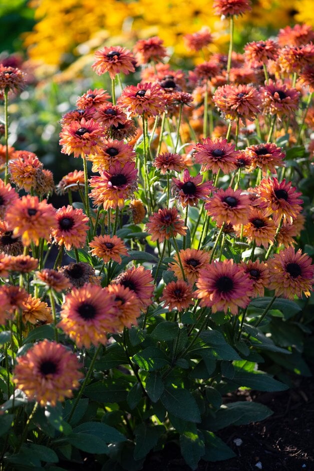 coneflower 'Enchanted Sun'