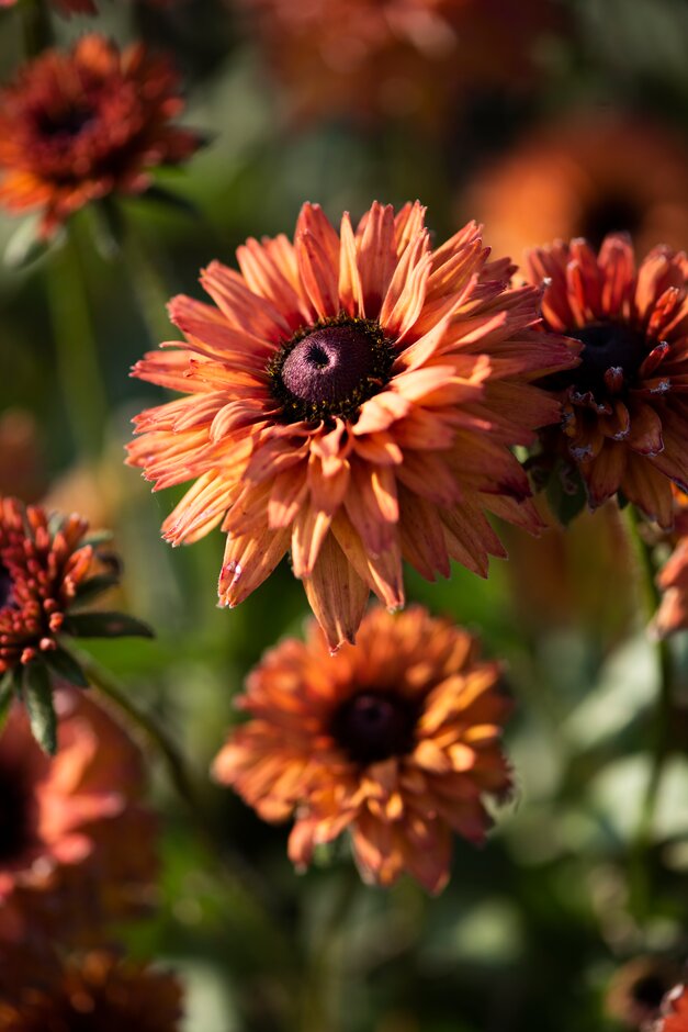coneflower 'Enchanted Sun'