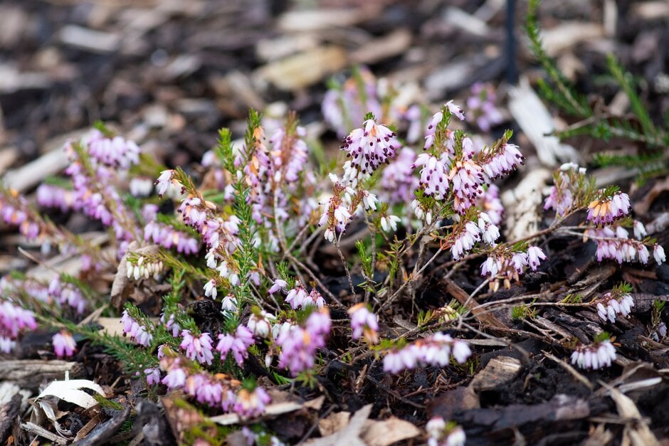 heather 'Little Peter'
