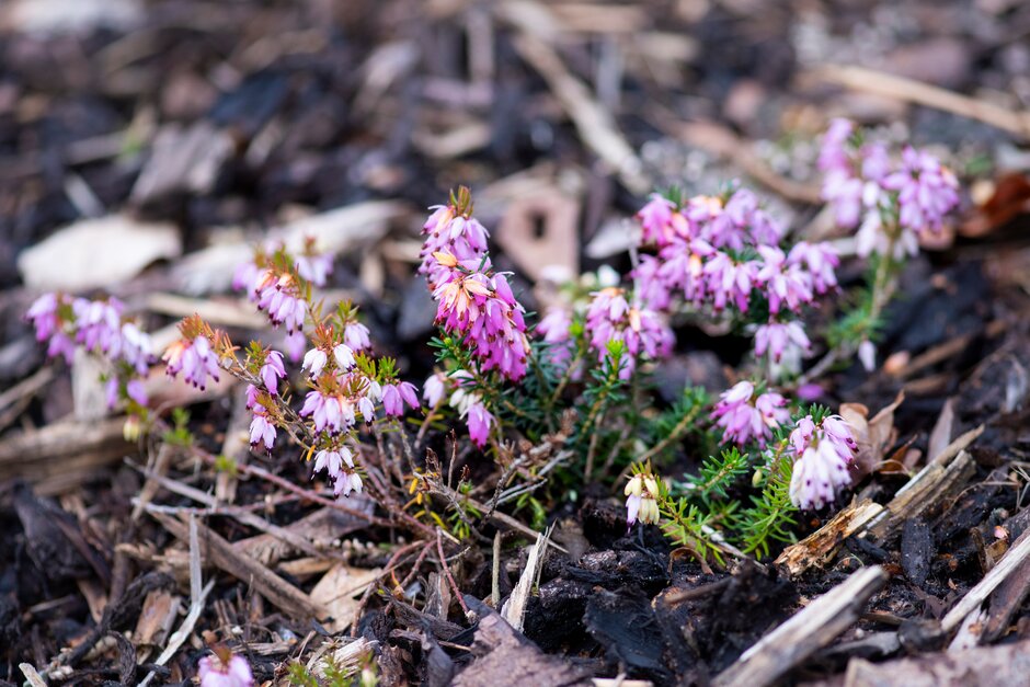 heather 'Little Peter'