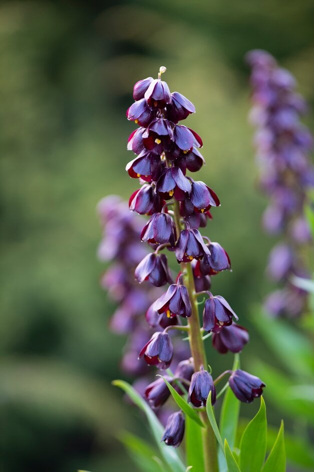fritillary 'Purple Dynamite'