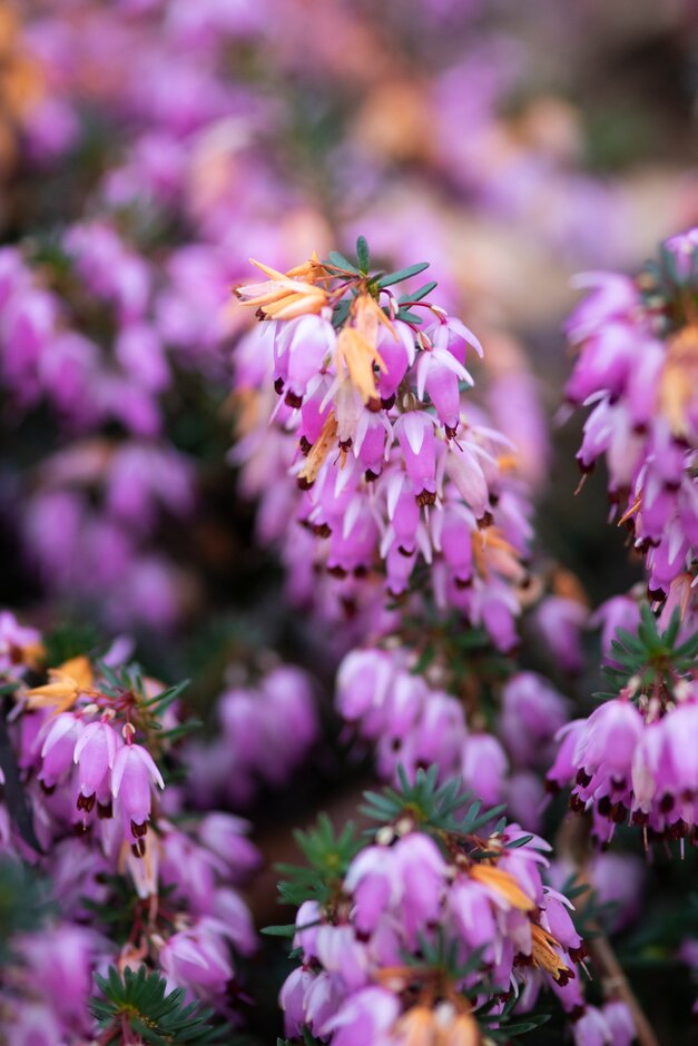 heather 'Queen Mary'