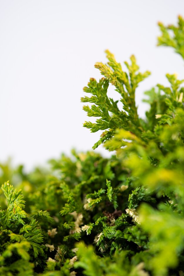 Sawara cypress 'Nana Aureovariegata'