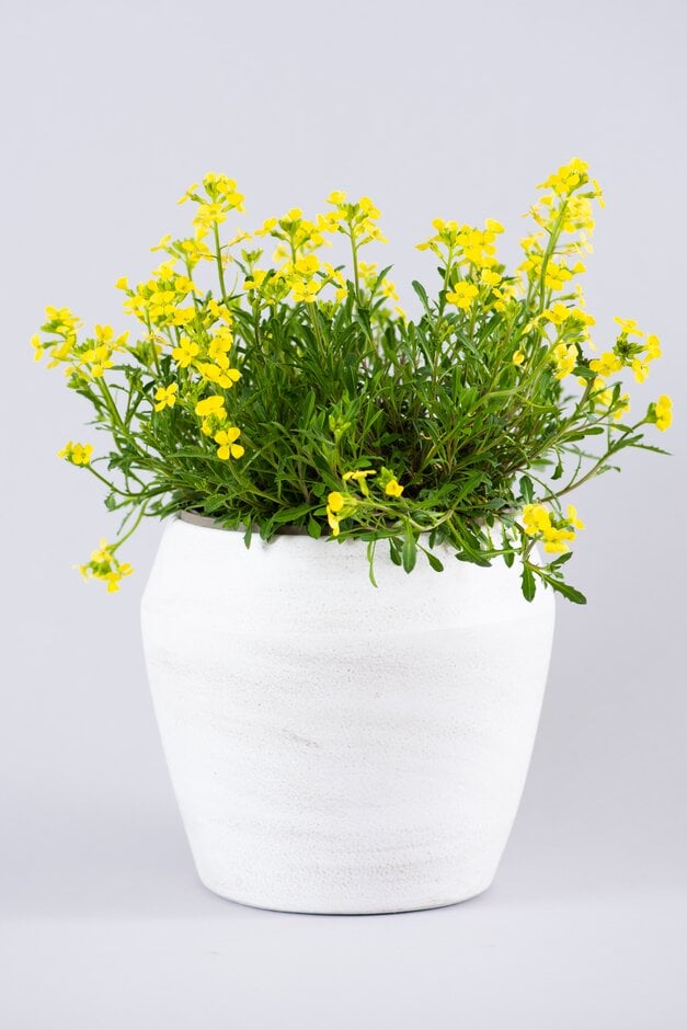 wallflower 'Golden Jubilee'