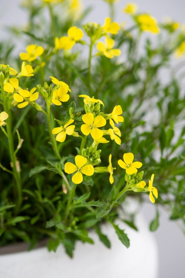 wallflower 'Golden Jubilee'
