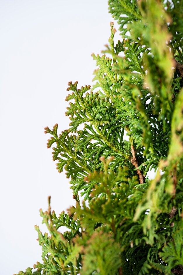 white cedar 'Brobeck's Tower'