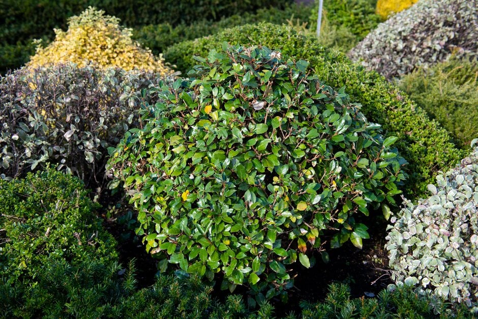 oleaster 'Compacta'