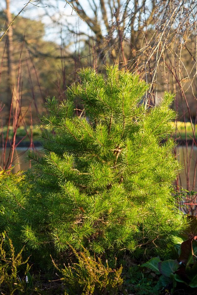 Scots pine 'Trollguld'