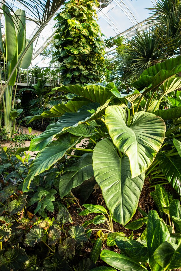 <i>Philodendron</i> <i>auriculatum</i>