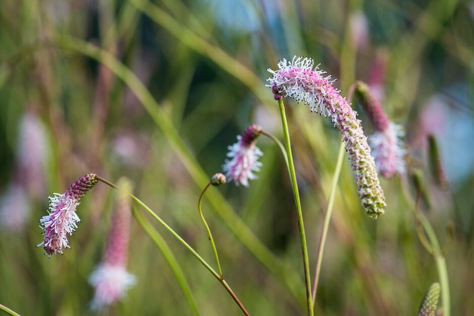 <i>Sanguisorba</i> 'Bere Rose'