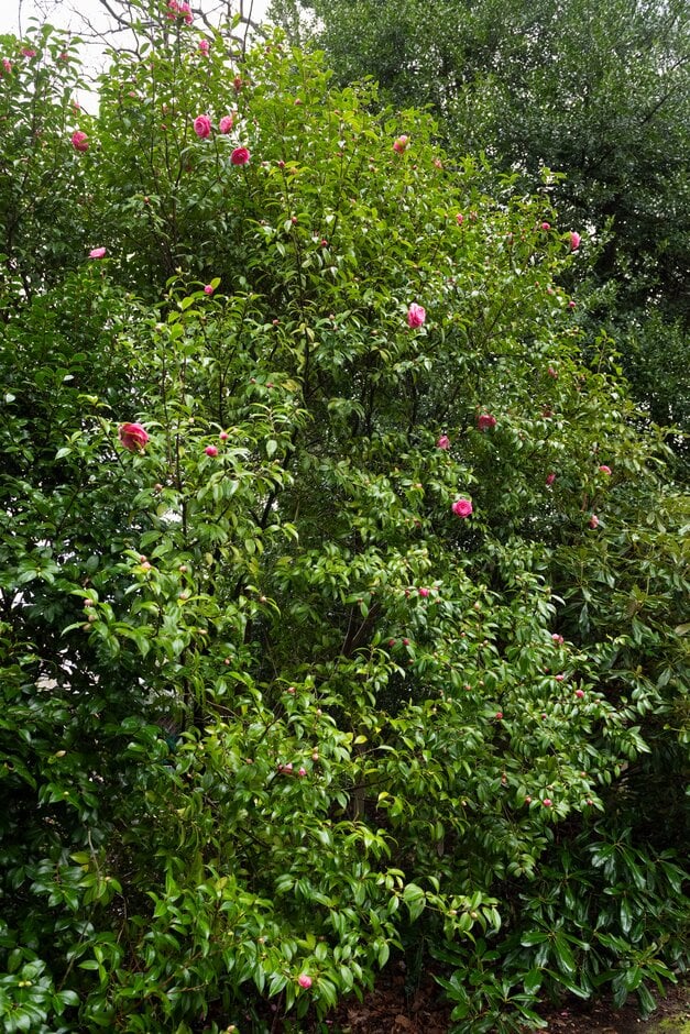 camellia 'Shocking Pink'
