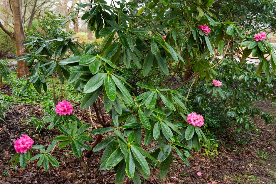 <i>Rhododendron</i> 'Titness Park'