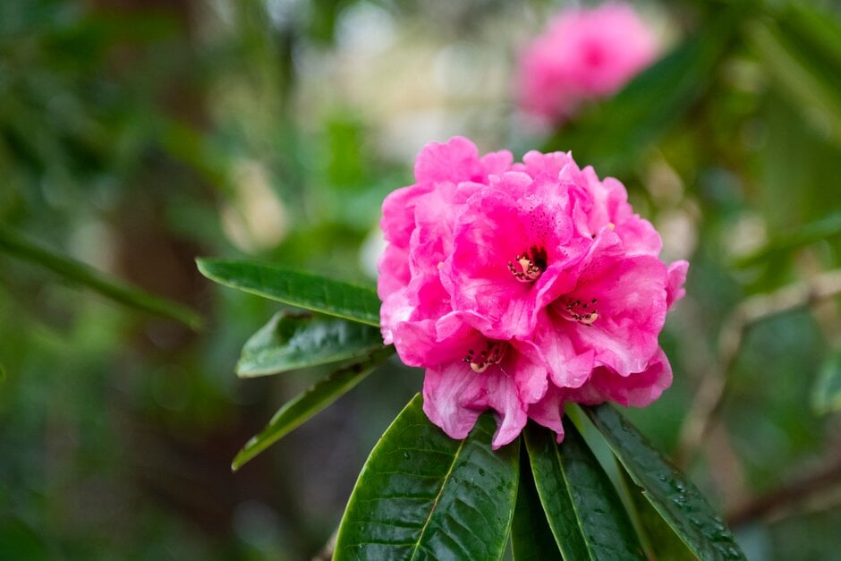 <i>Rhododendron</i> 'Titness Park'