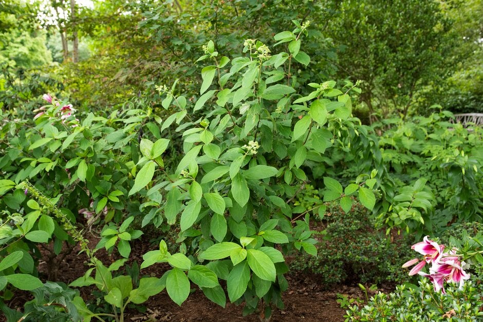 panicled hydrangea 'Everest'