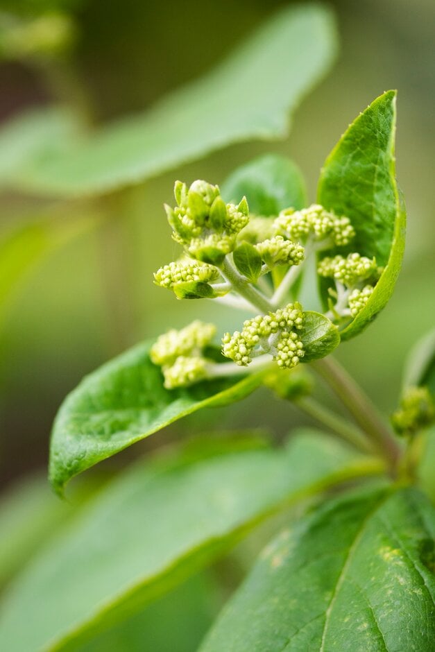 panicled hydrangea 'Everest'