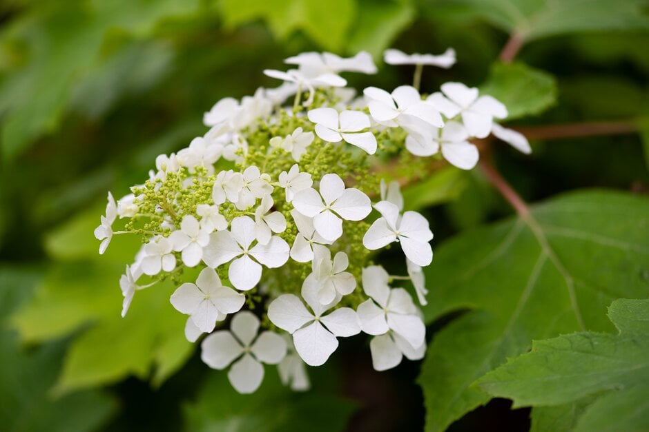 <i>Hydrangea</i> <i>quercifolia</i> gold-leaved