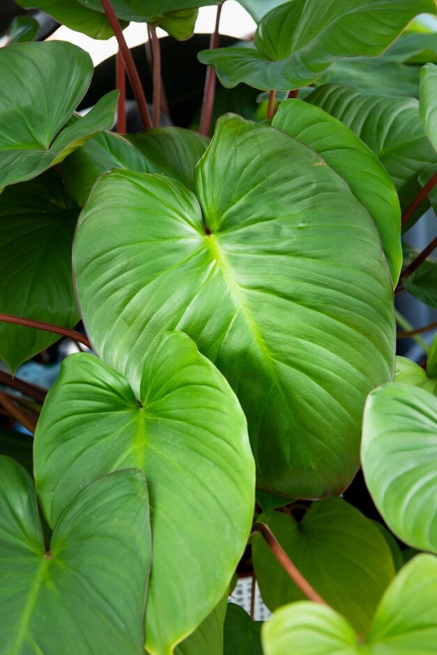 <i>Homalomena</i> <i>rubescens</i> 'Maggy'