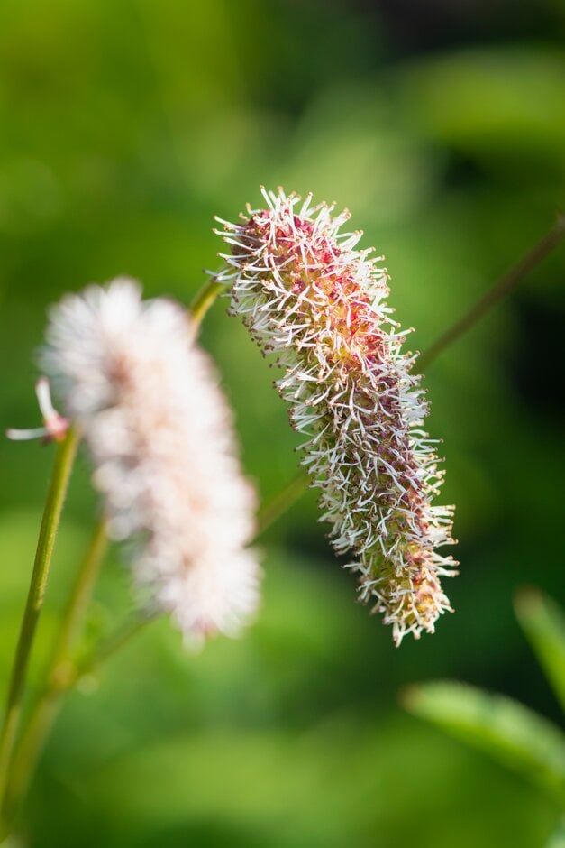 Armenian burnet