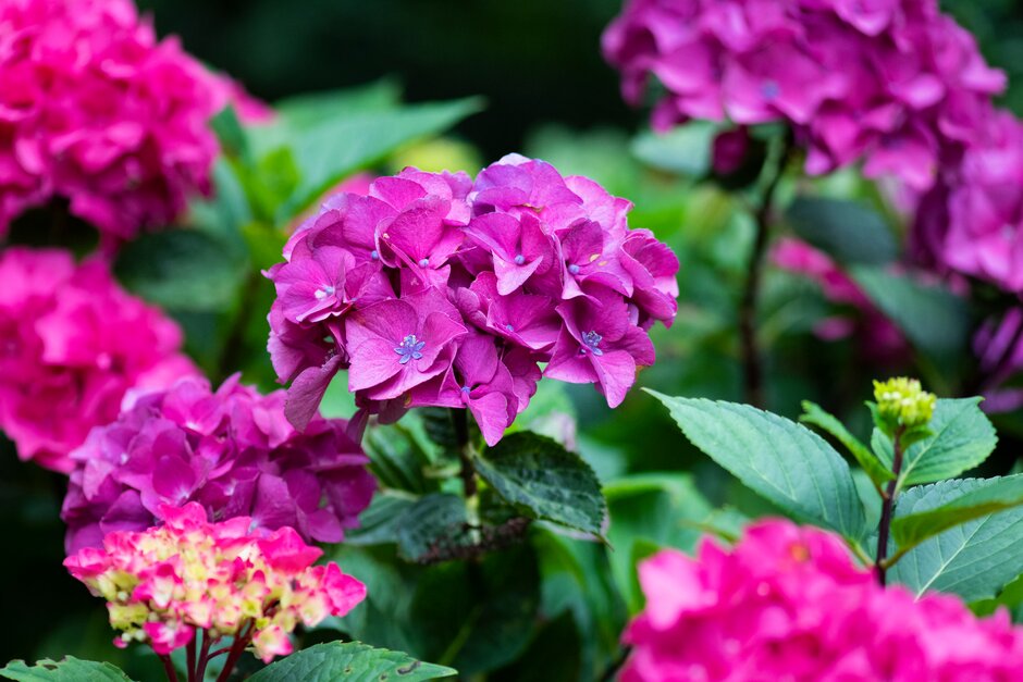 <i>Hydrangea</i> <i>macrophylla</i> 'Midnight Blue' (H)