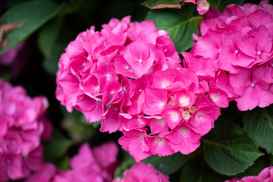 hydrangea 'Schöne Bautznerin'