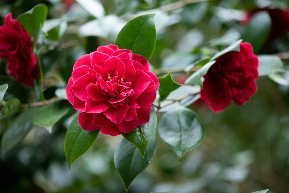 camellia 'Margaret Hearn'