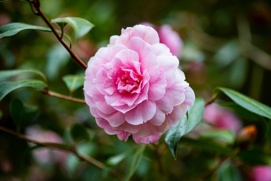 Camellia × williamsii &Galaxie& | camellia &Galaxie& Shrubs/RHS Gardening