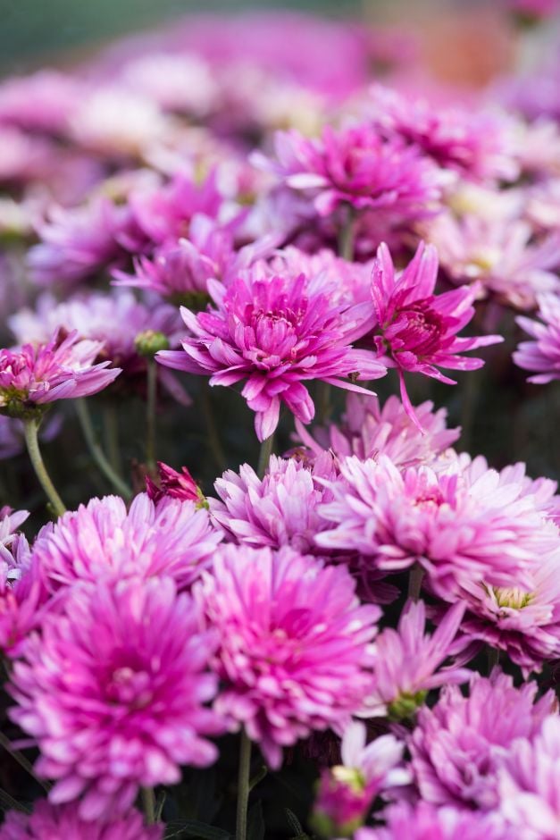 chrysanthemum 'Prelude Rose Pink'