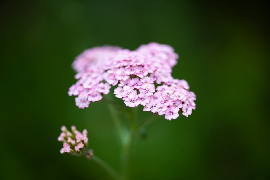 yarrow [Summer Berries]