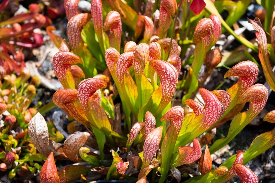 parrot pitcher plant typ 1