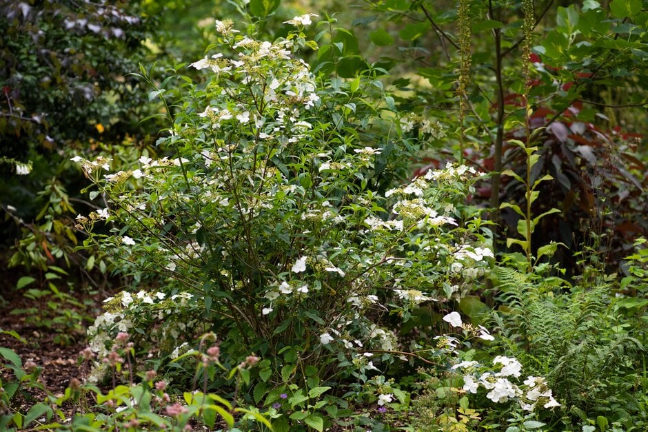 <i>Hydrangea</i> <i>chinensis</i> f. <i>macrosepala</i>
