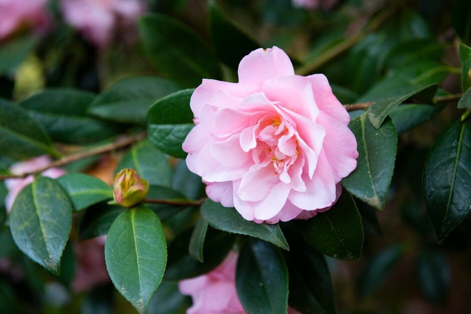 camellia 'Lilac Tint'