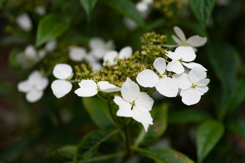 <i>Hydrangea</i> <i>chinensis</i> f. <i>macrosepala</i>