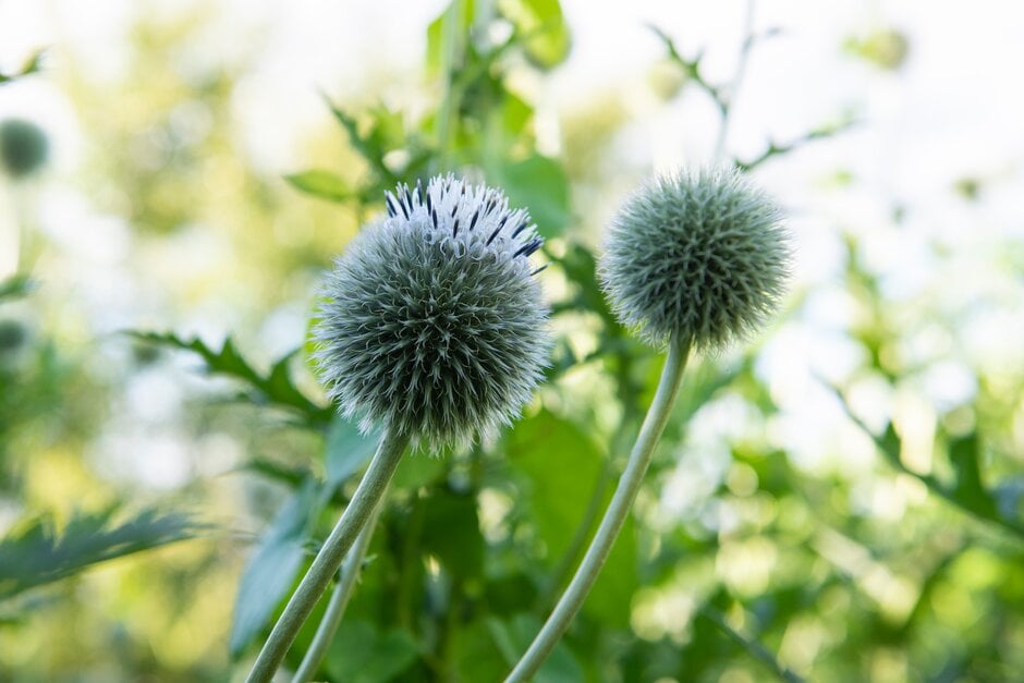 oriental globe thistle