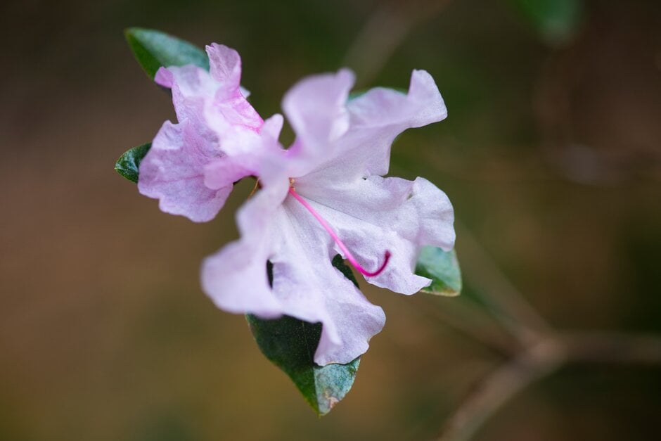 Rhododendron &Emasculum& | Shrubs/RHS