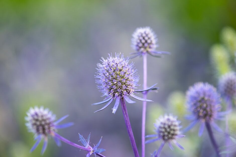 Eryngium planum &Blue Glitter& | blue eryngo &Blue Glitter& Herbaceous ...