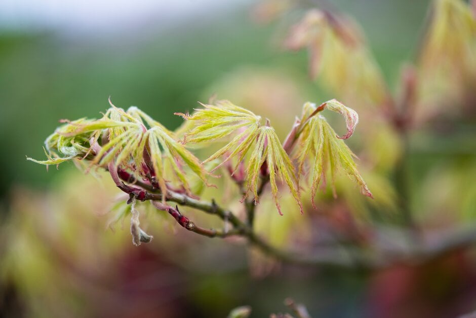 Japanese maple 'Filigree'