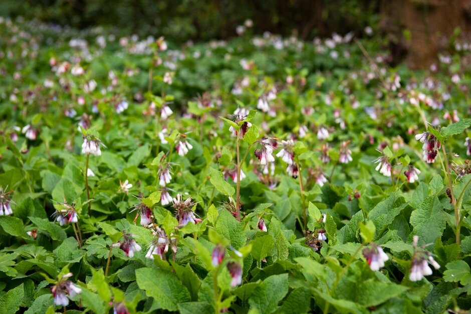 Hidcote comfrey