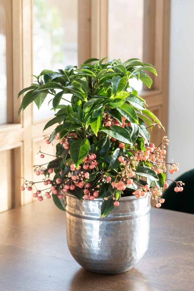 <em>Ardisia</em> <em>crenata</em> 'Queen Salmon'<sup>PBR</sup>