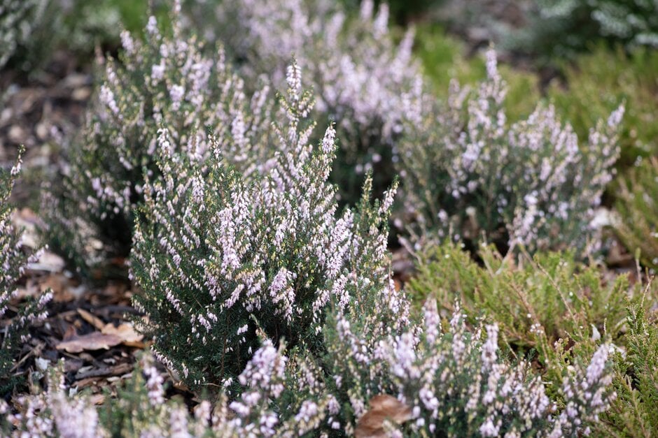 Irish heath 'Mrs Parris's Lavender'