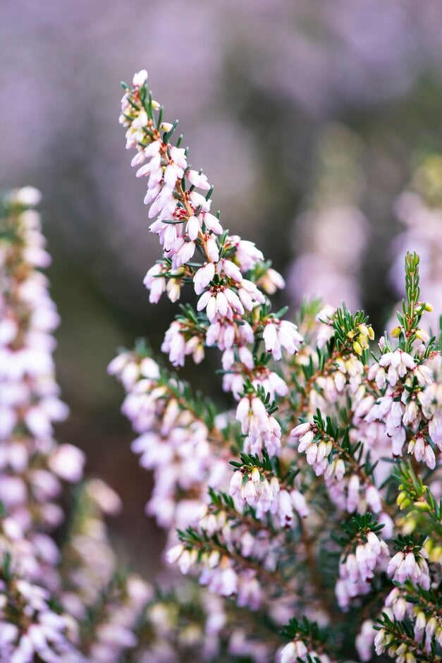 Irish heath 'Mrs Parris's Lavender'