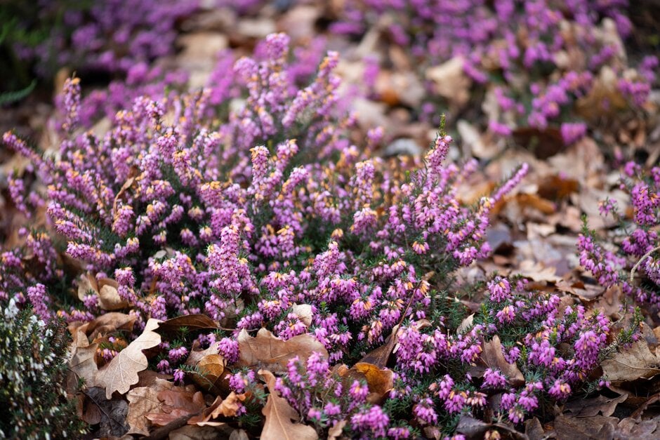 heather 'Winter Beauty'