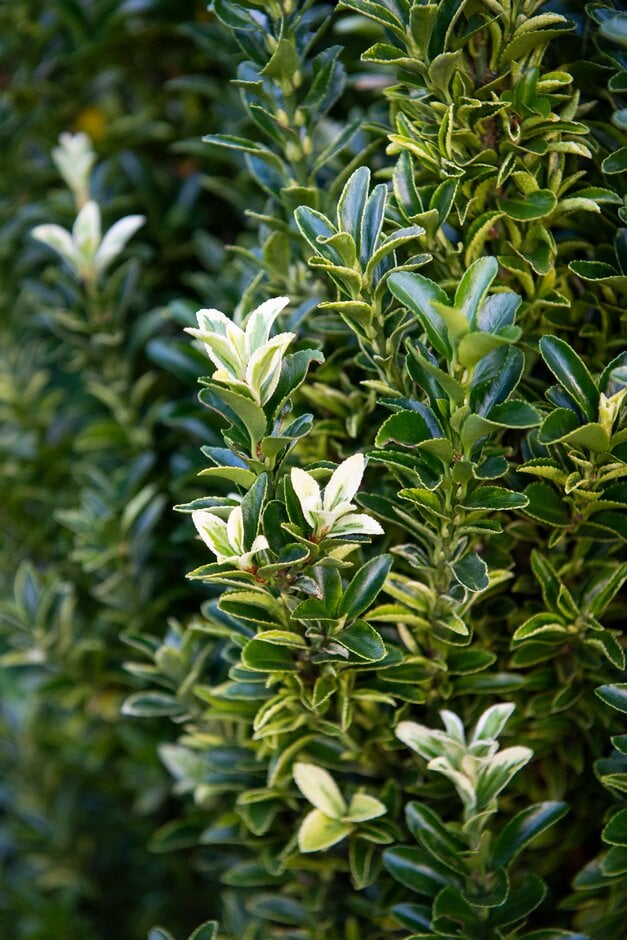 Japanese spindle 'Francien'